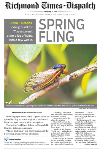 RTD Front Page: Cicadas