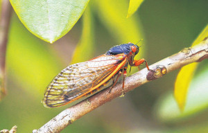 Seventeen-year cicadas are appearing in the area for the first time since 1996. This one was spotted in Midlothian this week. -Daniel Sangjib Min, Times-Dispatch